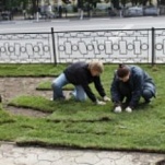 В центре Тулы укладывают рулонный газон