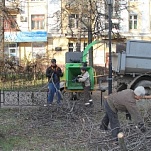 В Туле продолжается кронирование деревьев 