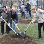 В Зареченском округе высадили вишневые деревья в честь 70-летия Победы 