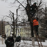 В Туле продолжается обрезка деревьев