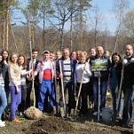 Депутаты Тульской городской Думы  высадили березы в память о погибших в Великой Отечественной войне