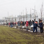 На набережной Упы высадили 60 лип