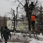 В Туле продолжается обрезка деревьев